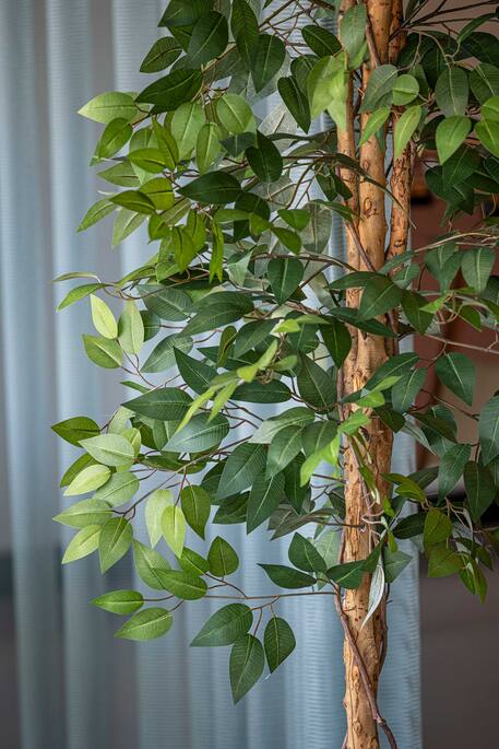 Ficus Tree | Kunstplant