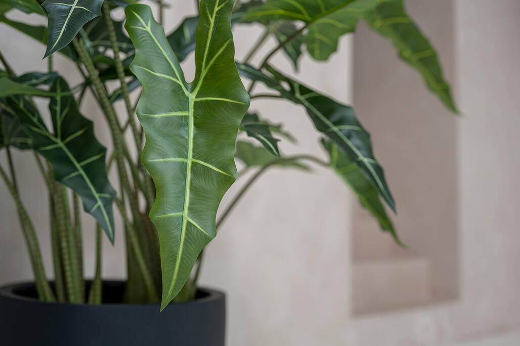 Alocasia Taro | Kunstplant