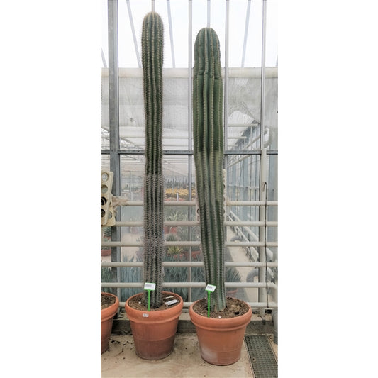 Pachycereus Pringlei XXL 280cm