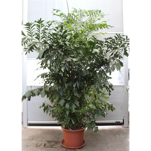 Caryota Mitis XXL 375cm