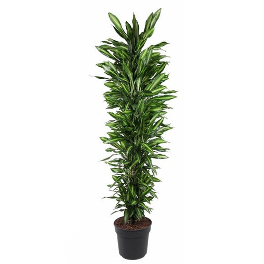 Dracaena Cinto XXL 230cm