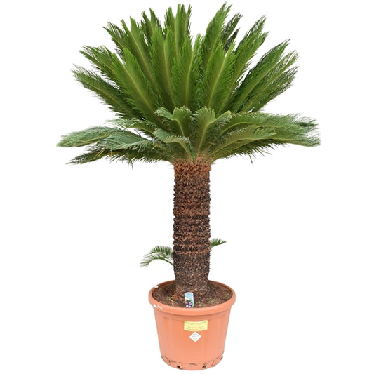 Cycas Revoluta XXL 220cm