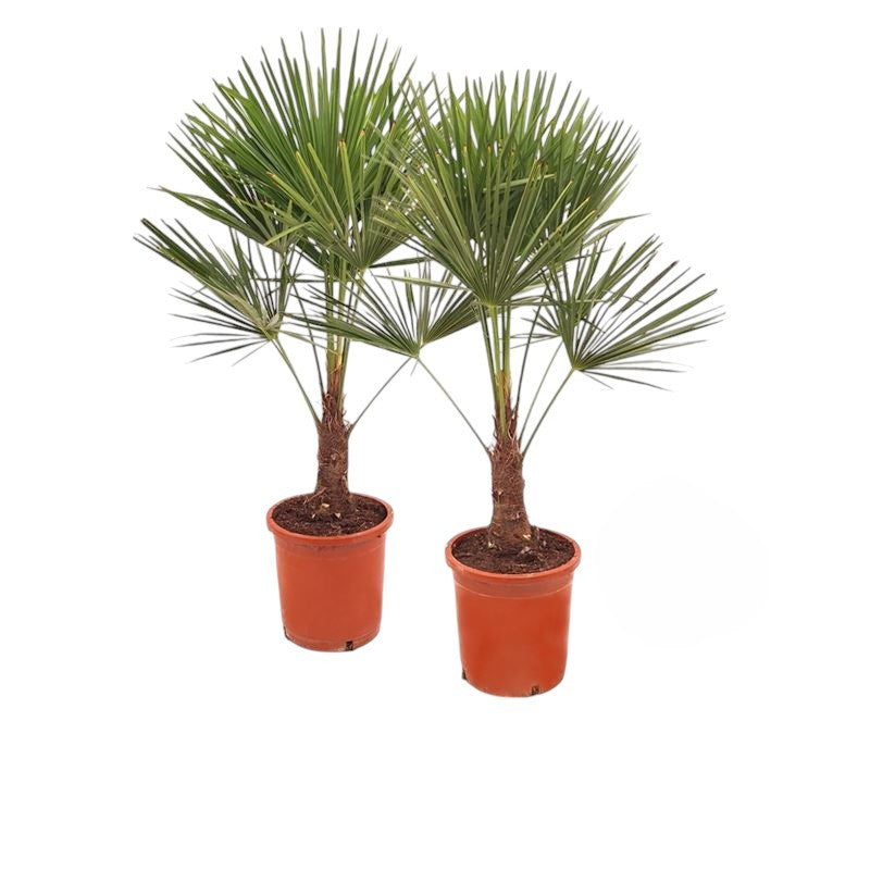 Trachycarpus Fortuneii