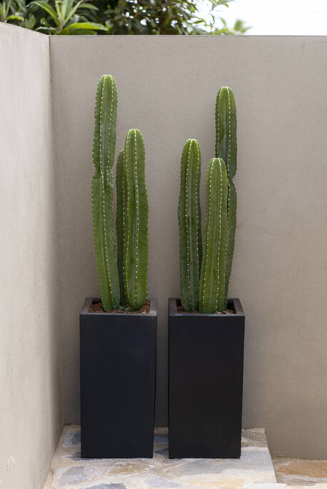 Cactus San Pedro | Kunstplant