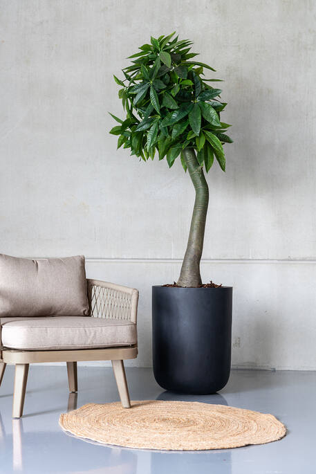 Pachira | Kunstplant