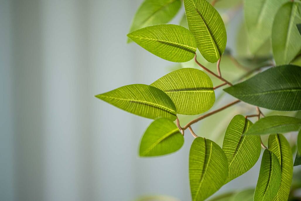 Ficus Tree | Kunstplant