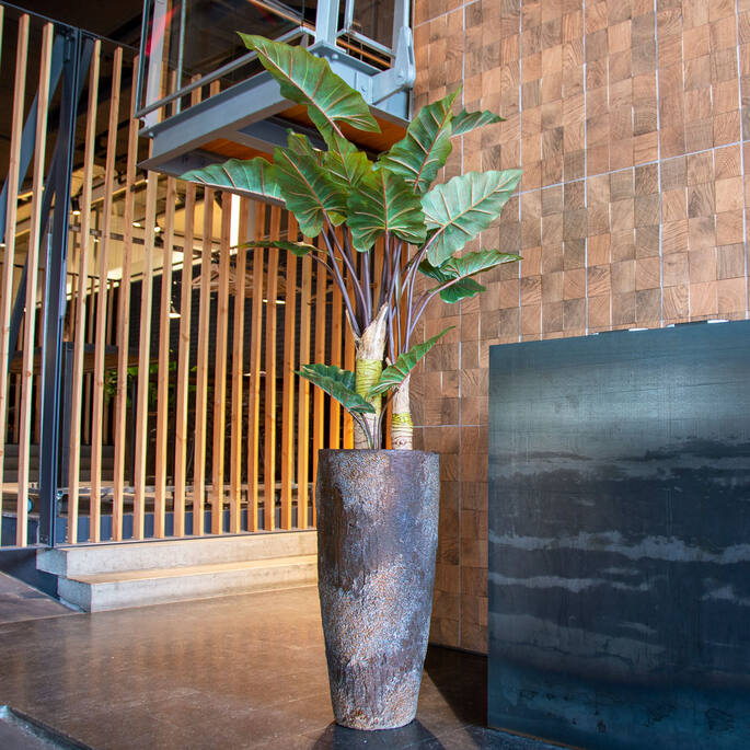 Alocasia | Kunstplant