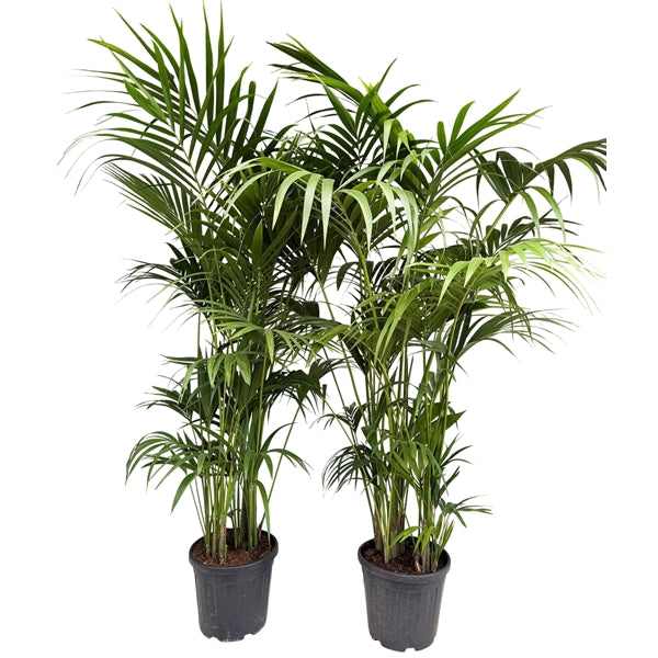Howea Forsteriana XXL 220cm