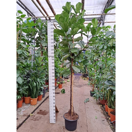 Ficus Lyrata op stam XXL 300cm