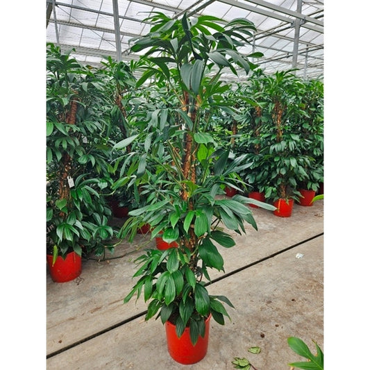 Philodendron Dragon Tail XXL 220cm