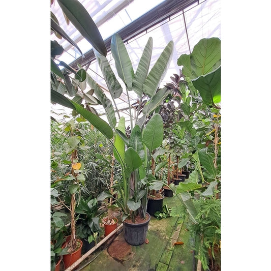 Strelitzia Nicolai XXXL 500cm