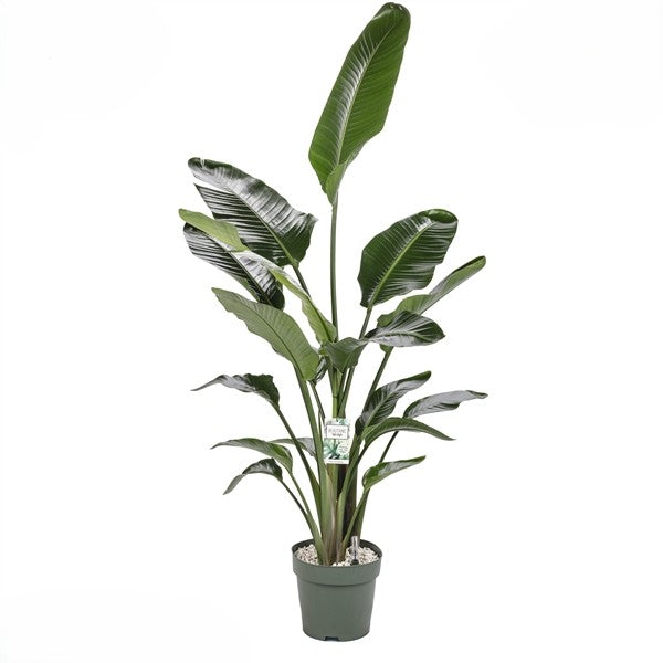 Strelitzia Nicolai