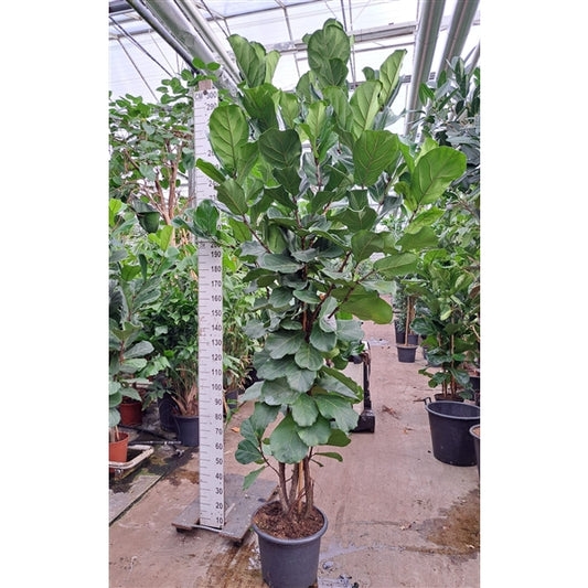 Ficus Lyrata Struik XXL 300cm