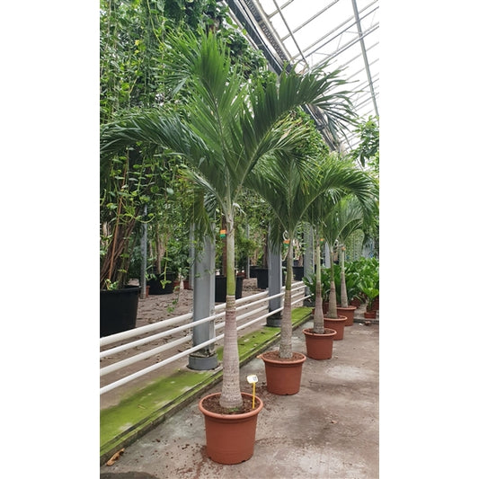 Veitchia Merrillii XXL 350cm