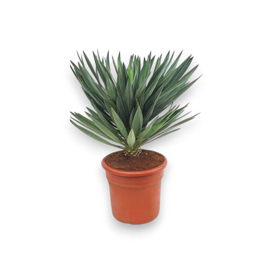 Yucca Gloriosa Lone Star