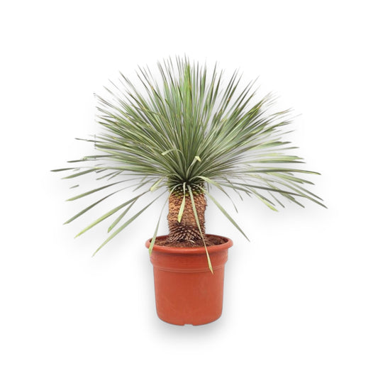 Yucca Rostrata