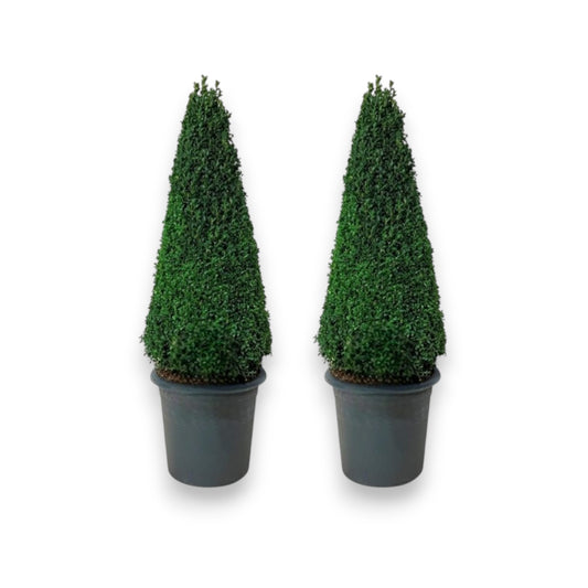 Buxus Semp Pyramide - set van 2