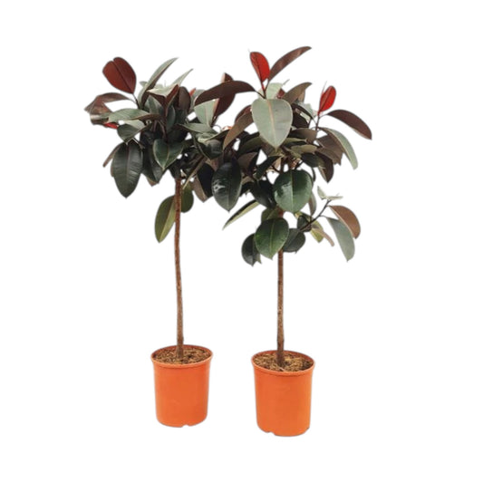 Ficus Abidjan op Stam