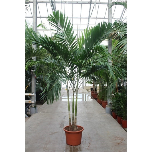 Veitchia Merrillii XXL 325cm