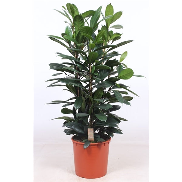 Ficus Cyathistipula