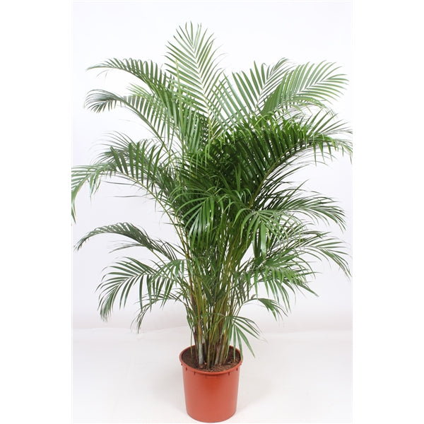 Dypsis Lutescens