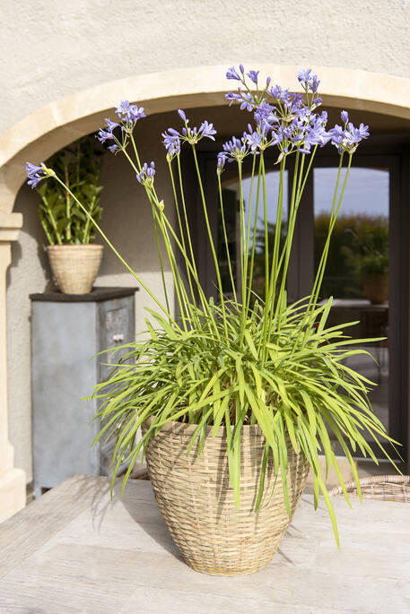 bloeiende plant met rieten mand