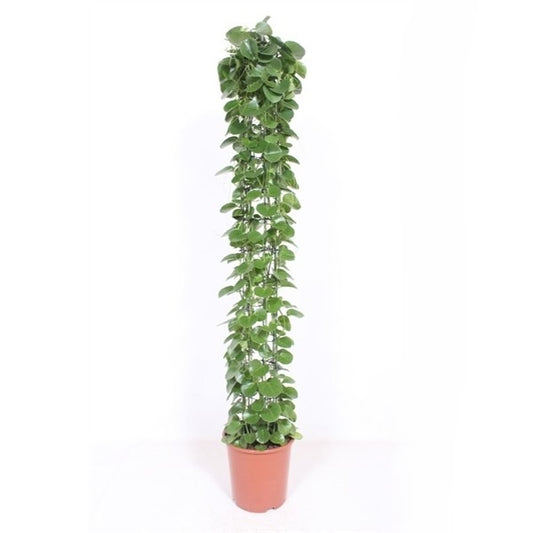 Cissus Rotundifolia