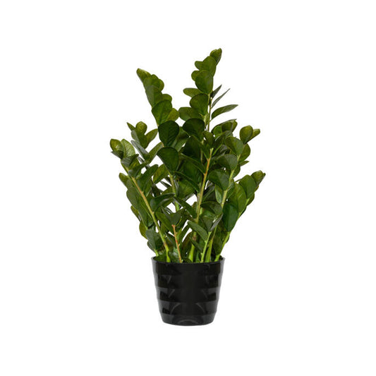 Zamioculcas | Kunstplant