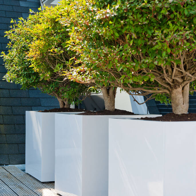 Overzicht van interieurbeplanting en zakelijke diensten voor een groen kantoorinterieur bij Business Plants.