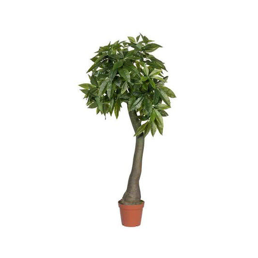 Pachira | Kunstplant