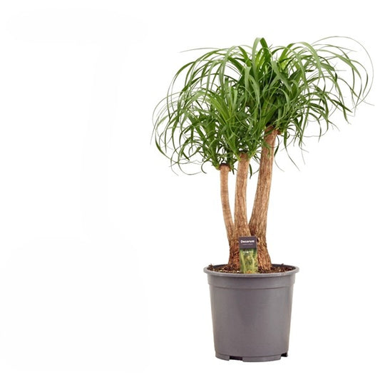 Beaucarnea Vertakt