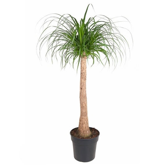 Beaucarnea