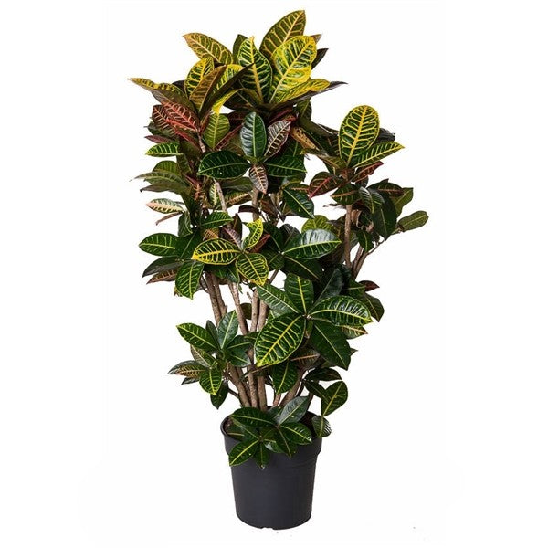 Codiaeum Petra Vertakt