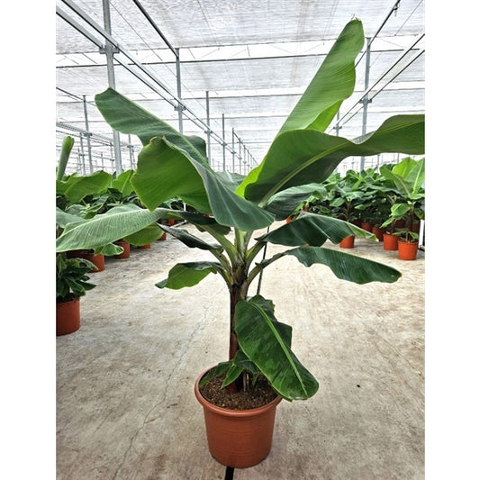 Musa Dwarf XXL 230cm