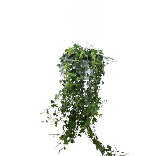 Hedera Helix Anna - 10 stuks