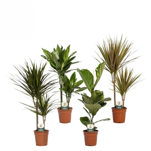 Green Mix Kamerplanten - 6 stuks