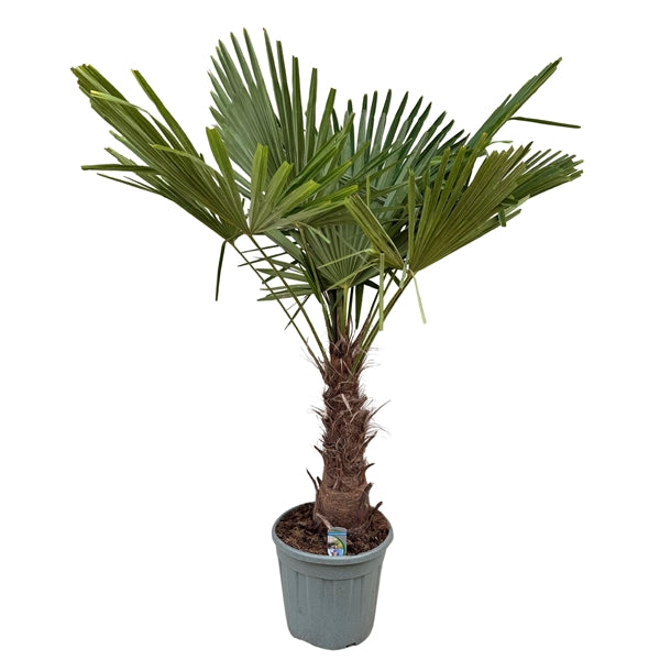 Trachycarpus Fortuneii
