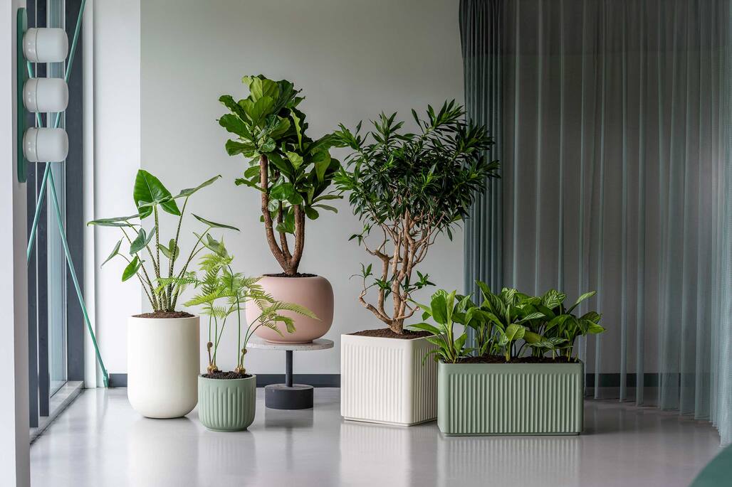 Grote-hydrocultuur-kantoorplant-Rotterdam-Business-Plants