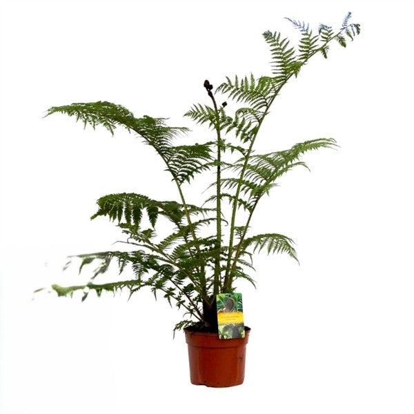 Cyathea Cooperii