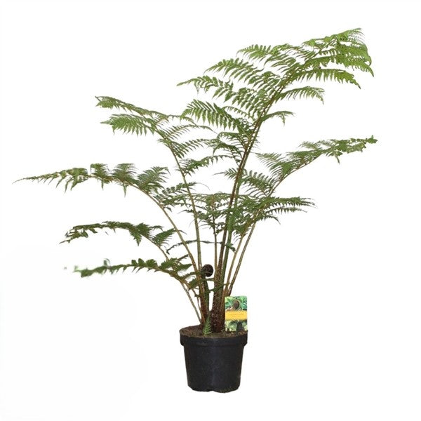Cyathea Cooperii