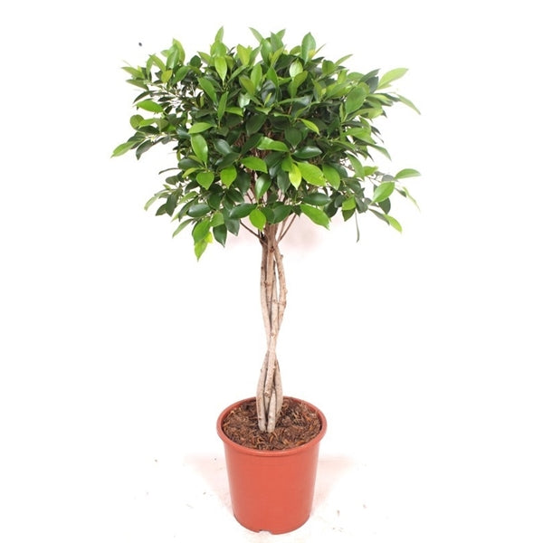Ficus Nitida