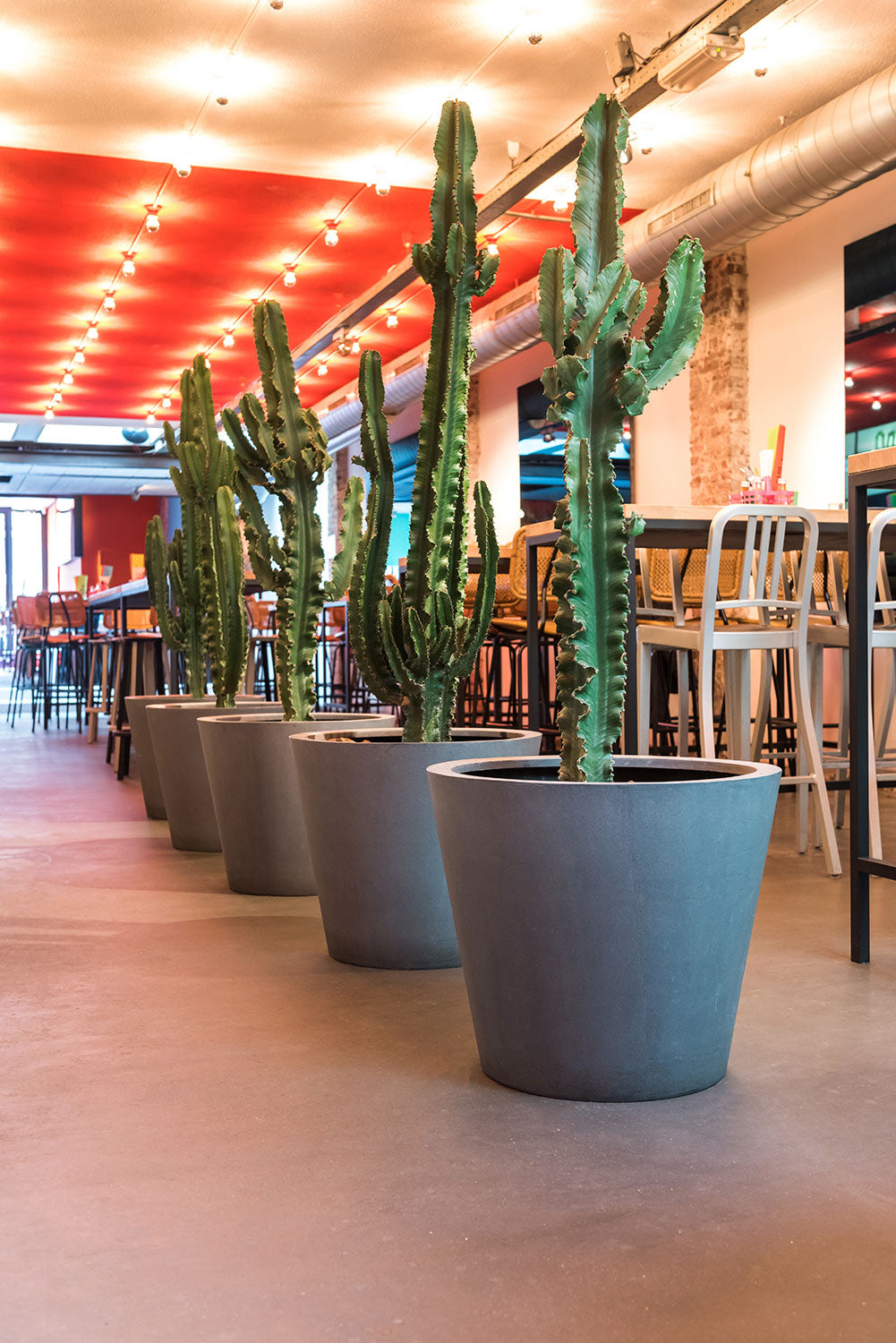 Overzicht van interieurbeplanting en zakelijke diensten voor een groen kantoorinterieur bij Business Plants.
