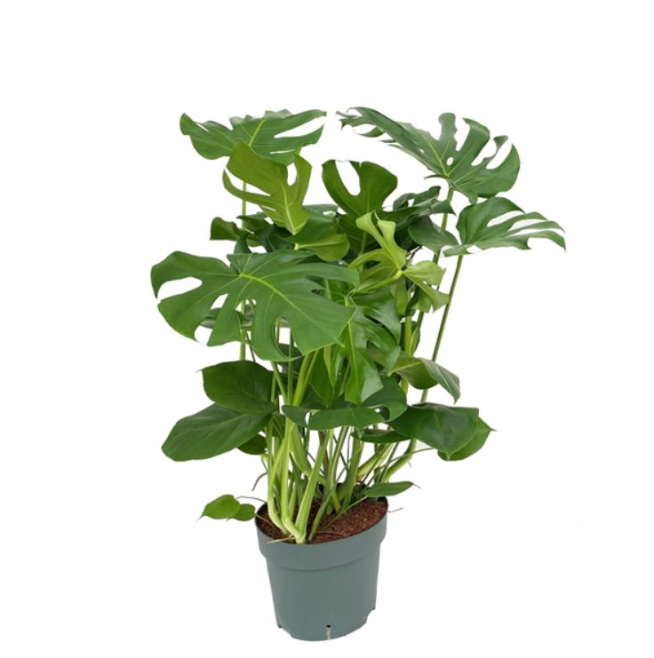 Monstera Deliciosa