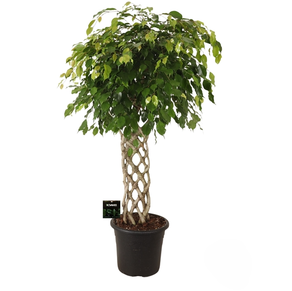 Ficus Benj. Exotica Gevlochten