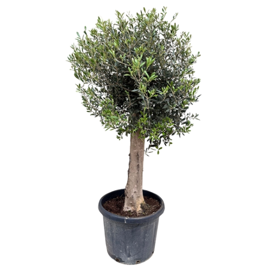 Olea Europea