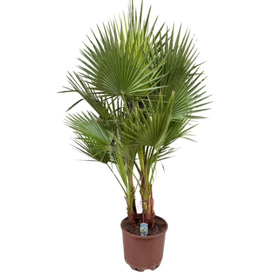 Washingtonia Filifera 3pp