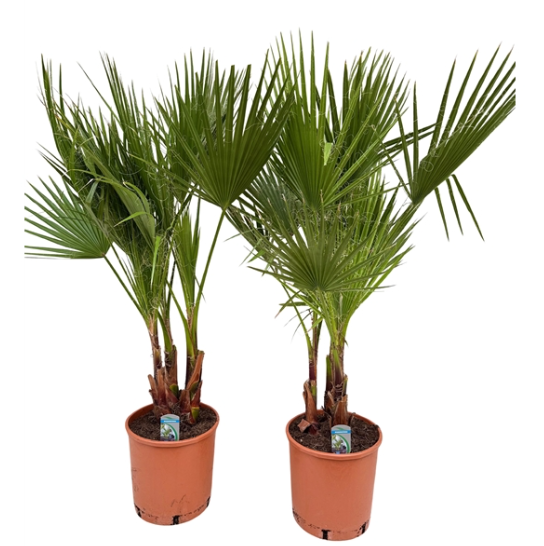 Washingtonia Filifera 3pp