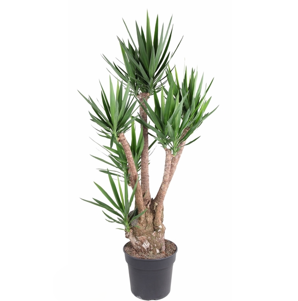 Yucca Vertakt