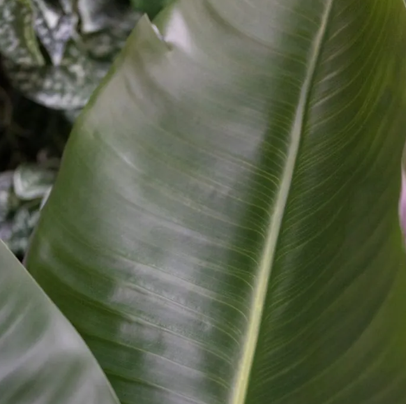 Decoratieve kunstplant met natuurlijke uitstraling in zwarte keramische pot, ideaal voor woonkamer of kantoor.