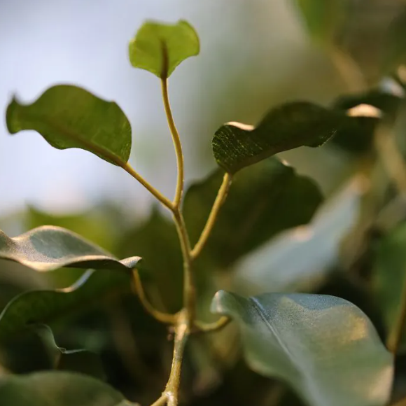 Decoratieve kunstplant met natuurlijke uitstraling in zwarte keramische pot, ideaal voor woonkamer of kantoor.
